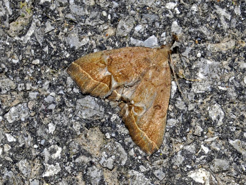 Una farfalla un poco malconcia ....Pechipogo plumigeralis, Erebidae